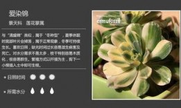 植物图鉴在线观看免费,探索自然界的绿色宝藏